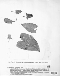 Septoria convolvuli image